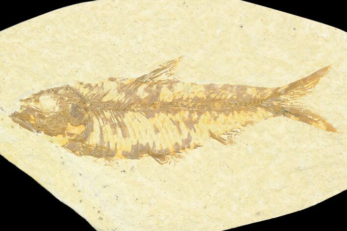 Fossil Fish (Knightia) - Green River Formation #126478